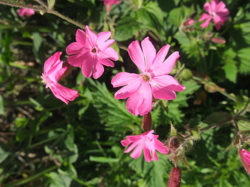 Red Campion Silene dioica Blaa ny Ferrishin