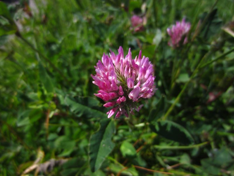 Red Clover Trifolium pratense Shamrag ny gabbil