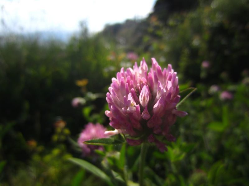 Red Clover Trifolium pratense Shamrag ny gabbil