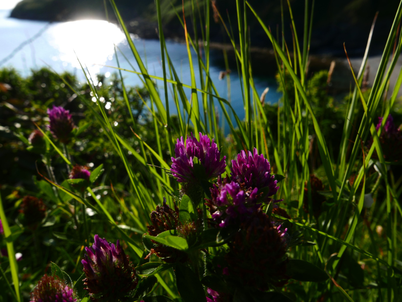 Red Clover Trifolium pratense Shamrag ny gabbil