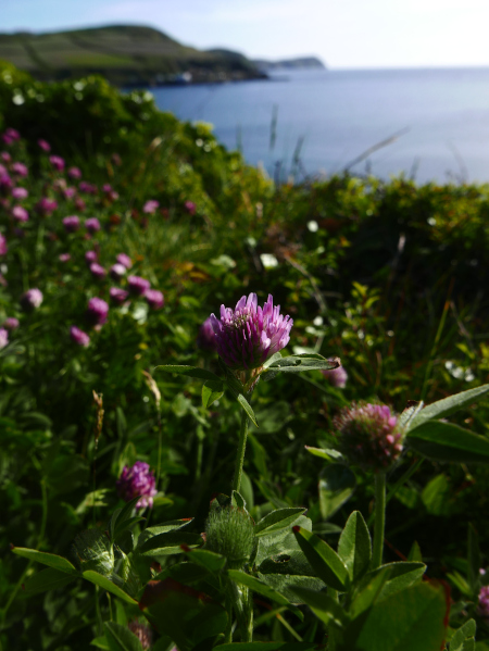 Red Clover Trifolium pratense Shamrag ny gabbil