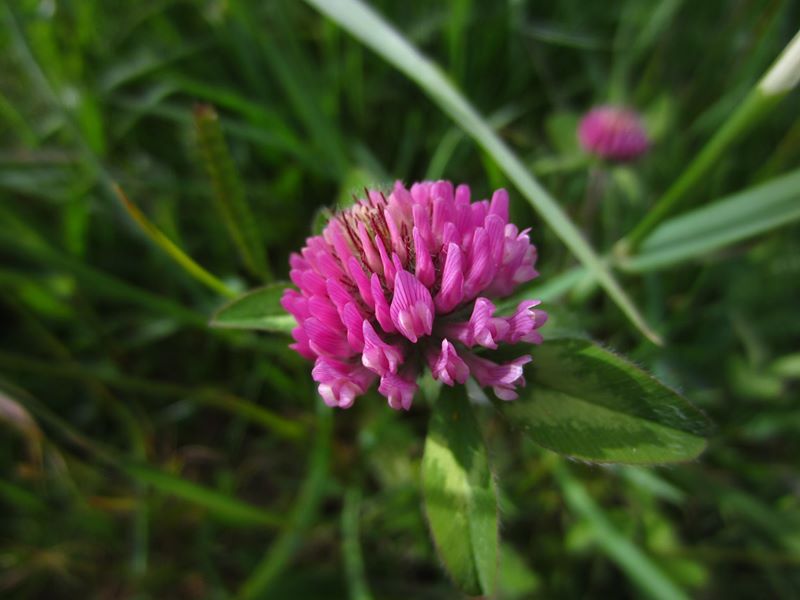 Red Clover Trifolium pratense Shamrag ny gabbil