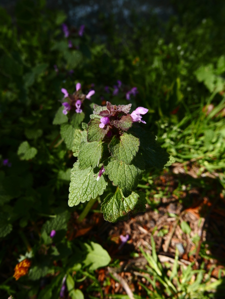 Red Dead-Nettle Lamium purpureum Undaagagh yiarg