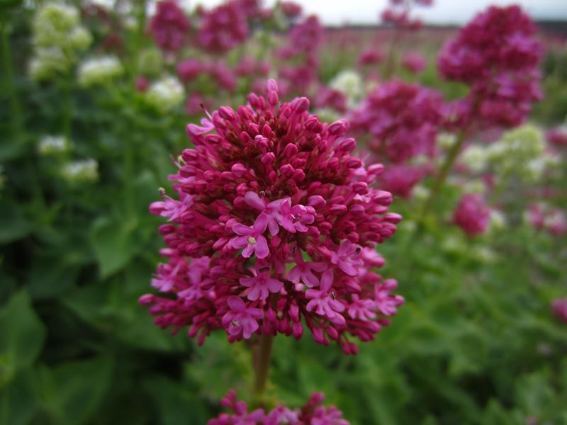 Red Valerian Centranthus ruber Kere yiarg