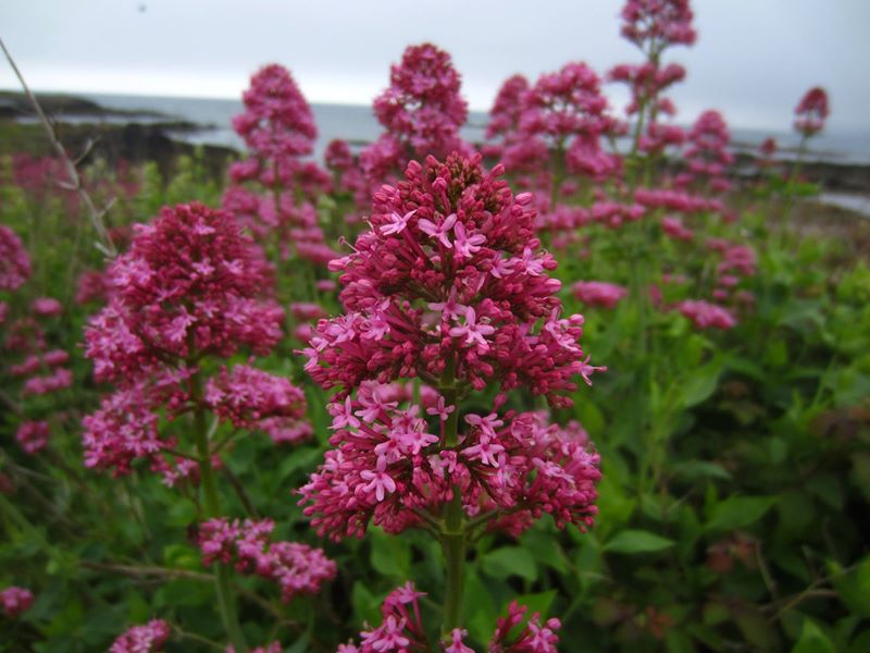 Red Valerian Centranthus ruber Kere yiarg