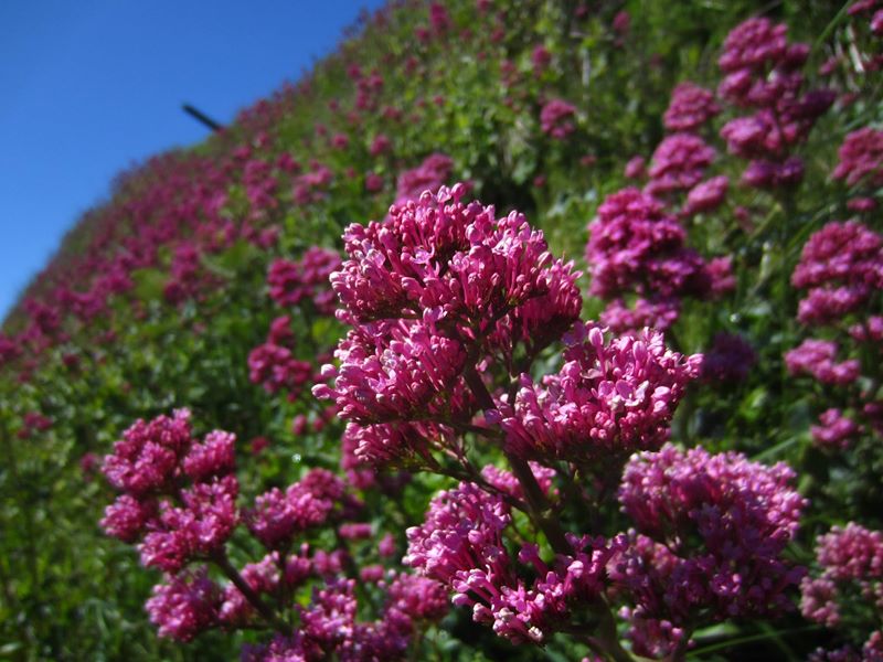 Red Valerian Centranthus ruber Kere yiarg