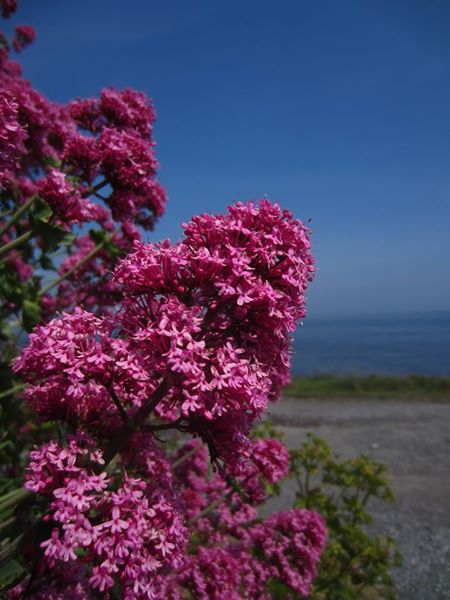 Red Valerian Centranthus ruber Kere yiarg