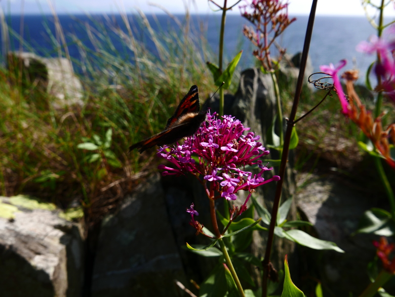 Red Valerian Centranthus ruber Kere yiarg