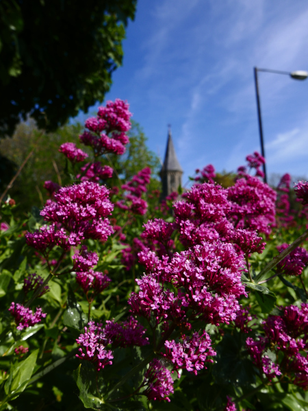 Red Valerian Centranthus ruber Kere yiarg