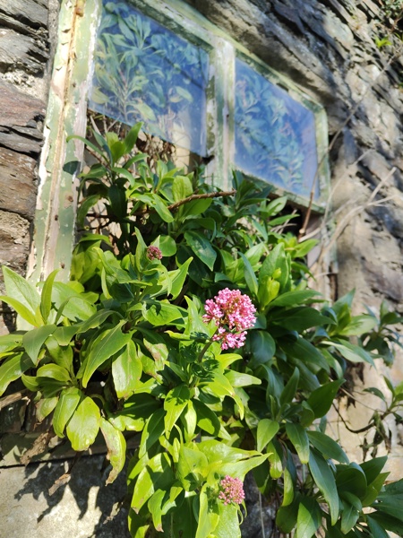 Red Valerian Centranthus ruber Kere yiarg