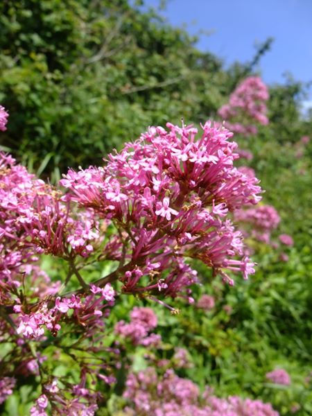 Red Valerian Centranthus ruber Kere yiarg