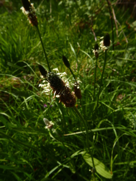 Ribwort Plantain Plantago lanceolata Slane-lus