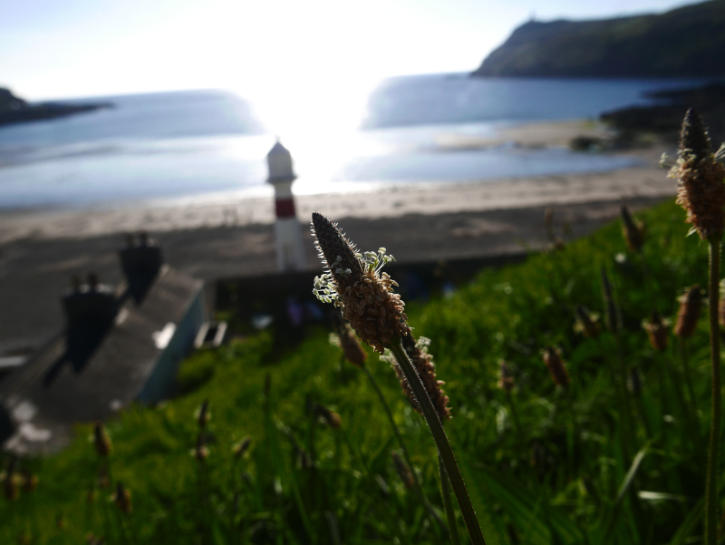 Ribwort Plantain Plantago lanceolata Slane-lus