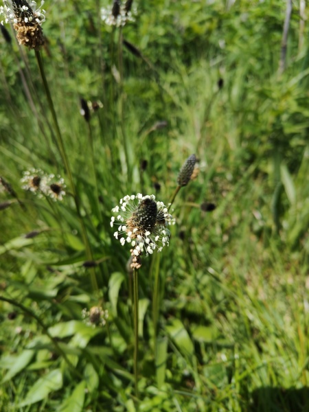 Ribwort Plantain Plantago lanceolata Slane-lus