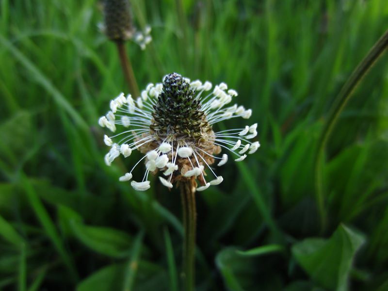 Ribwort Plantain Plantago lanceolata Slane-lus