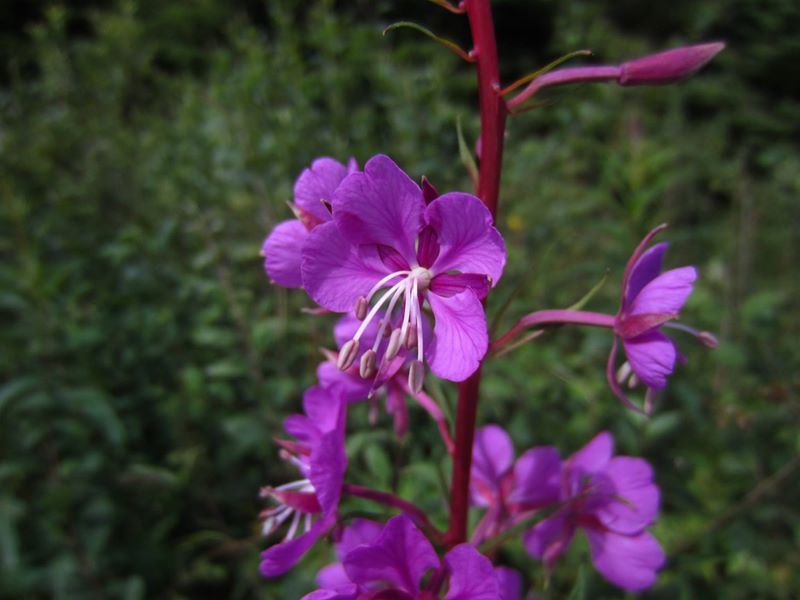 Rosebay Willowherb Chamerion angustifolium Shellaghan frangagh