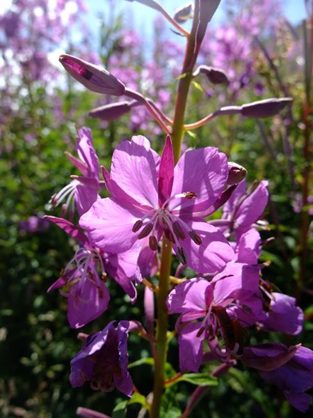 Rosebay Willowherb Chamerion angustifolium Shellaghan frangagh