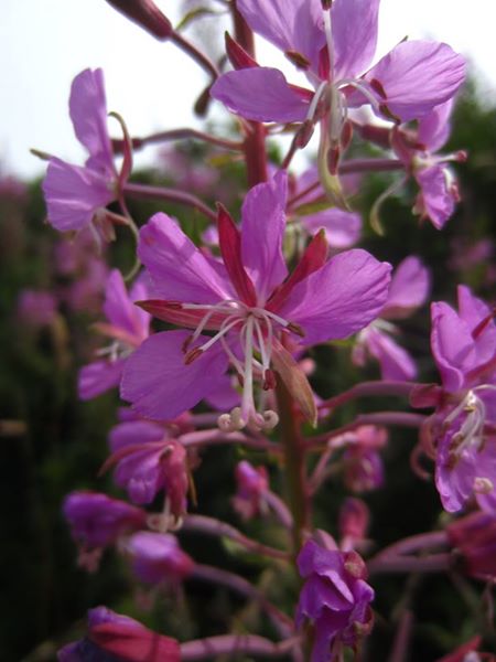 Rosebay Willowherb Chamerion angustifolium Shellaghan frangagh