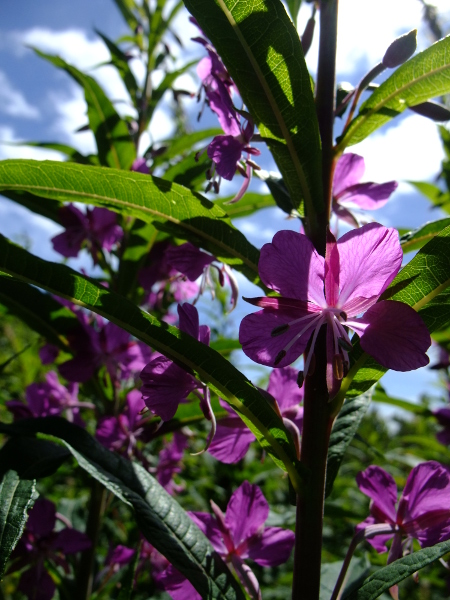 Rosebay Willowherb Chamerion angustifolium Shellaghan frangagh