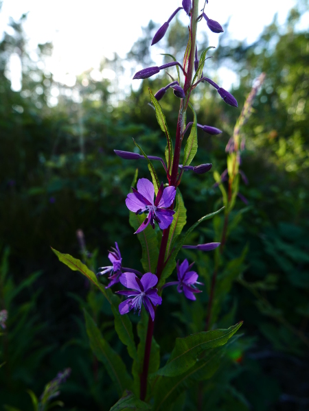 Rosebay Willowherb Chamerion angustifolium Shellaghan frangagh