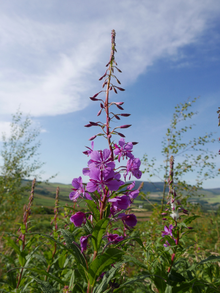 Rosebay Willowherb Chamerion angustifolium Shellaghan frangagh