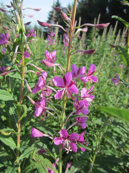 Rosebay Willowherb Chamerion angustifolium Shellaghan frangagh