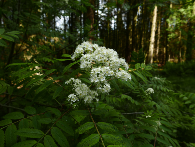 Rowan Sorbus aucuparia Billey keirn