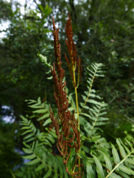 Royal Fern Osmunda regalis Renniagh reeoil