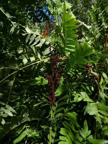 Royal Fern Osmunda regalis Renniagh reeoil