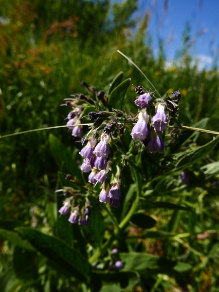 Russian Comfrey Symphytum x uplandicum Cumfurt Rooshagh