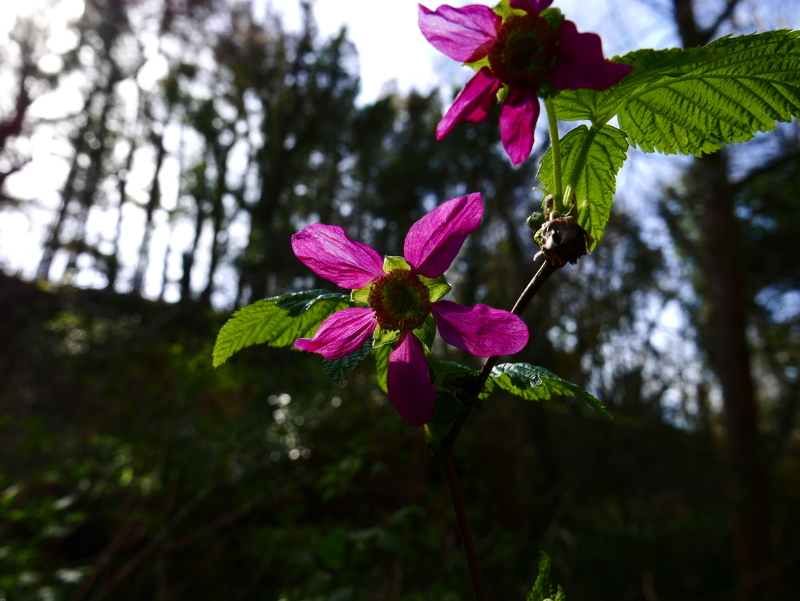 Salmonberry Rubus spectabilis