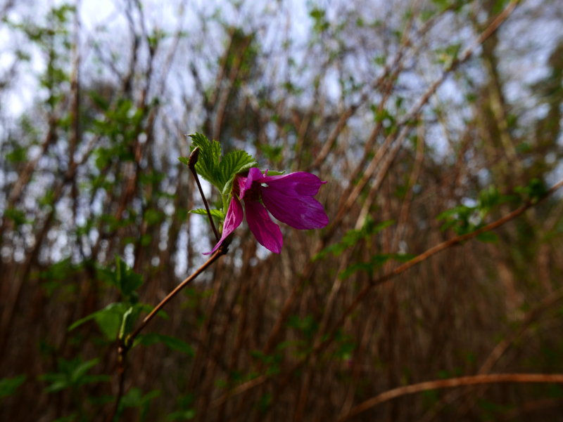 Salmonberry Rubus spectabilis