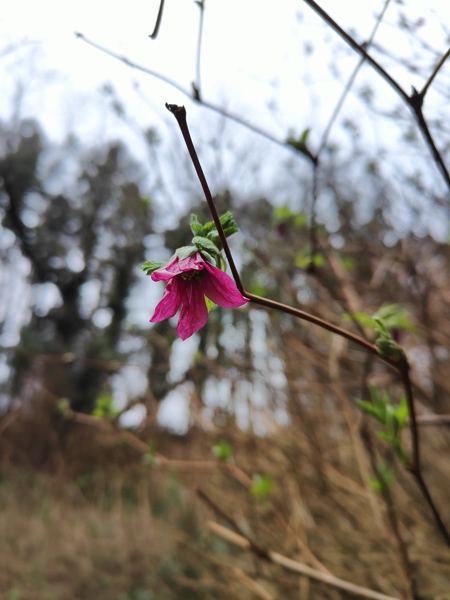 Salmonberry Rubus spectabilis