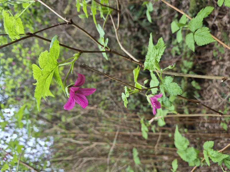 Salmonberry Rubus spectabilis