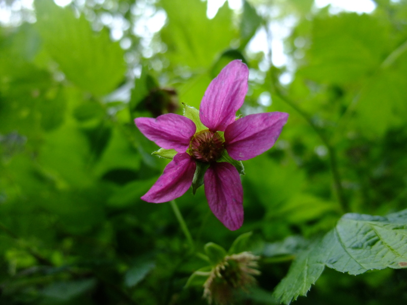 Salmonberry Rubus spectabilis