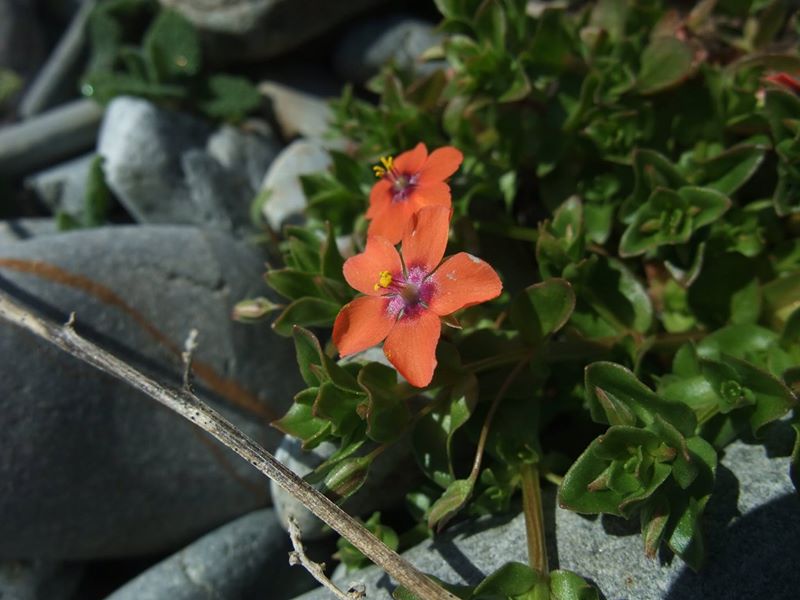 Scarlet Pimpernel Anagallis arvensis sooill y laa