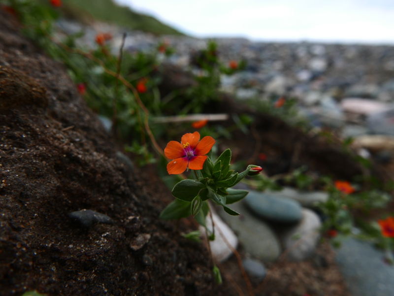 Scarlet Pimpernel Anagallis arvensis sooill y laa