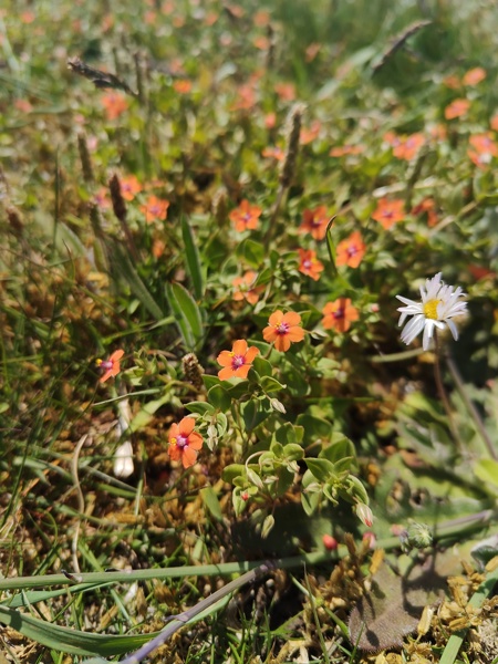 Scarlet Pimpernel Anagallis arvensis sooill y laa