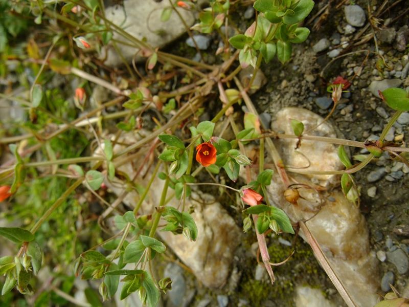 Scarlet Pimpernel Anagallis arvensis sooill y laa