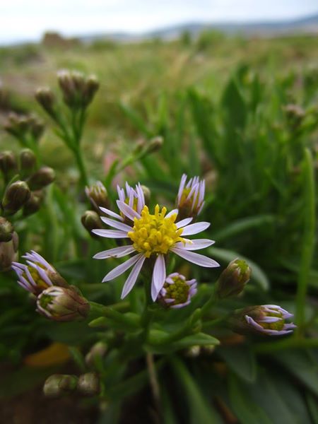 Sea Aster Tripolium pannonicum lus yn 'Eaill Vaayl