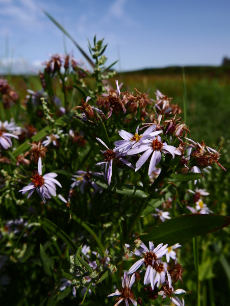 Sea Aster Tripolium pannonicum lus yn 'Eaill Vaayl