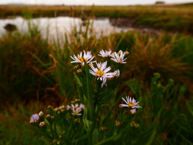 Sea Aster Tripolium pannonicum lus yn 'Eaill Vaayl