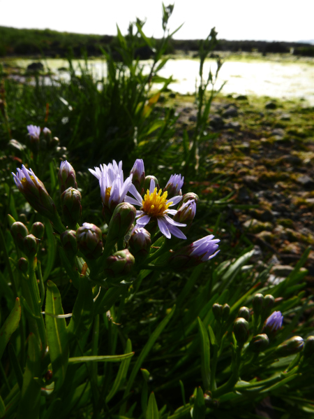 Sea Aster Tripolium pannonicum lus yn 'Eaill Vaayl