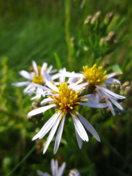 Sea Aster Tripolium pannonicum lus yn 'Eaill Vaayl