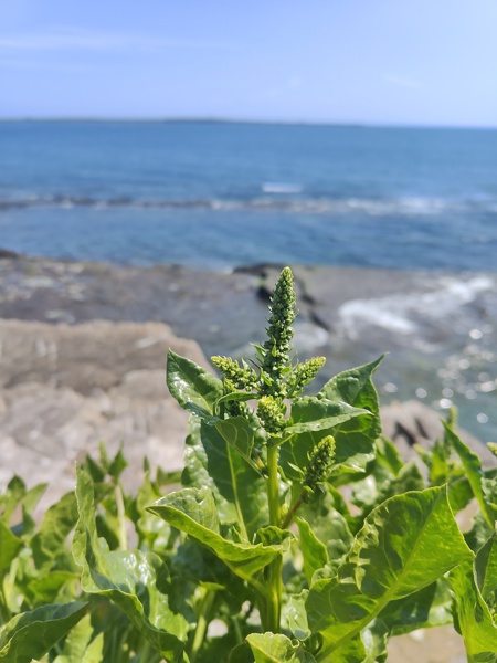 Sea Beet Beta maritima Beetys marrey