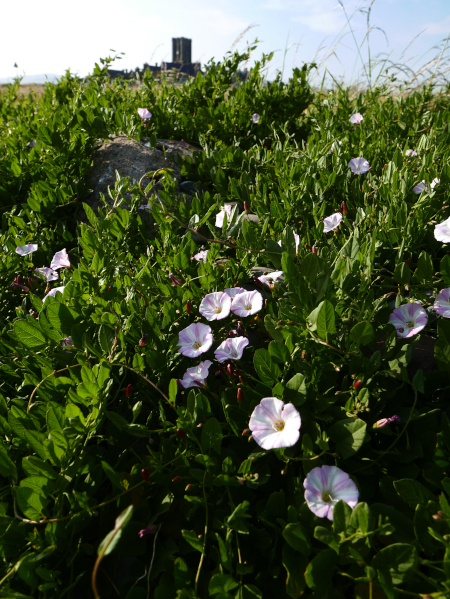 Sea Bindweed Calystegia soldanella Kiangleyder traie