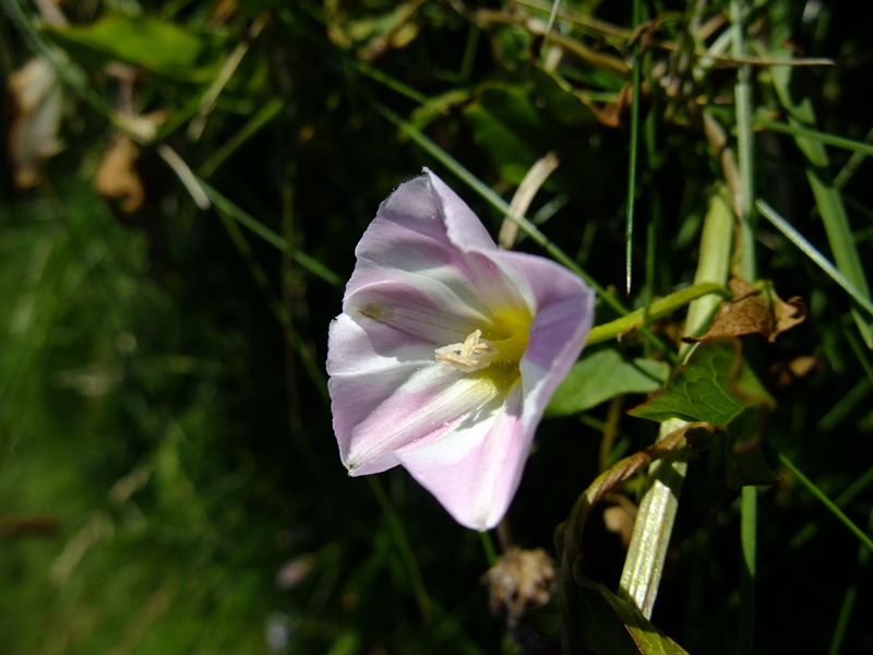 Sea Bindweed Calystegia soldanella Kiangleyder traie