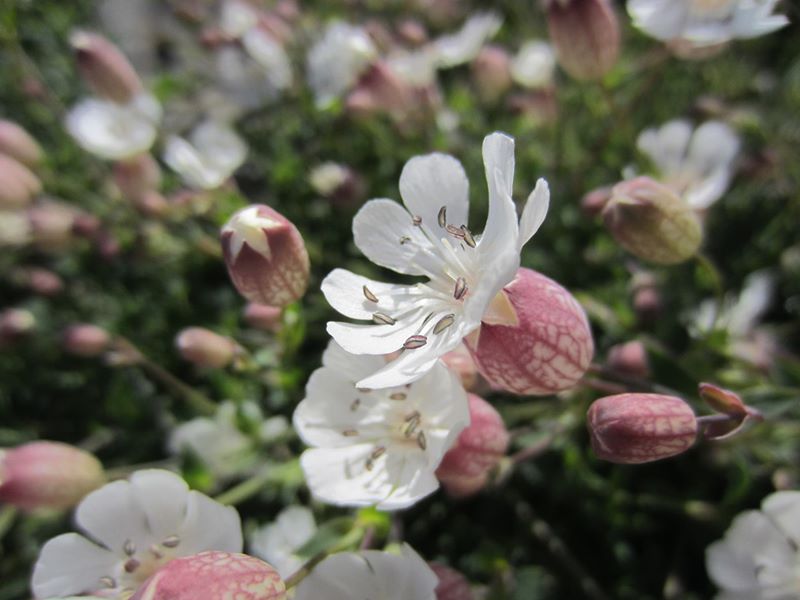 Sea Campion Silene uniflora lus ny brooinyn hraie