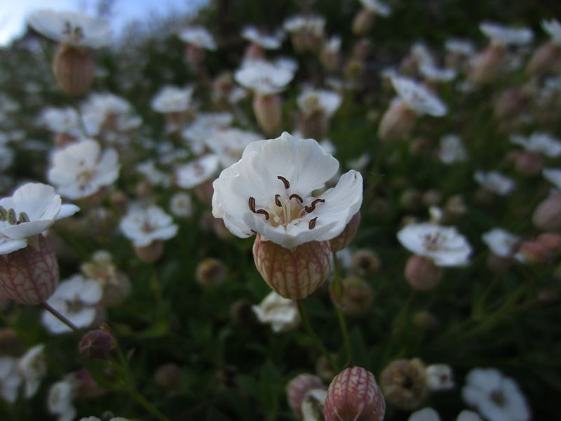 Sea Campion Silene uniflora lus ny brooinyn hraie