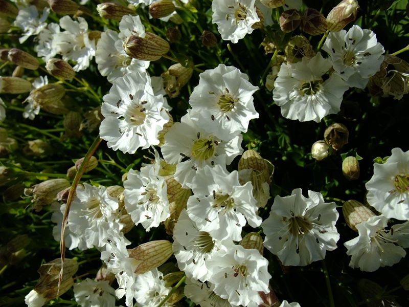 Sea Campion Silene uniflora lus ny brooinyn hraie